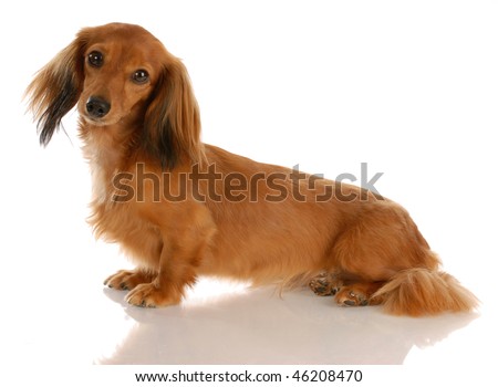 miniature long haired dachshund puppies. red long haired dachshund
