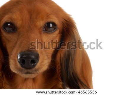 long haired dachshund blonde. long haired dachshund blonde.