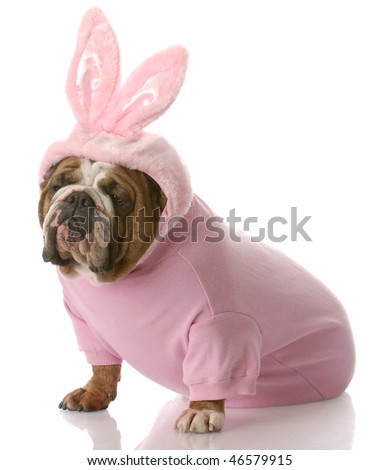 English Bulldog Easter Bunny