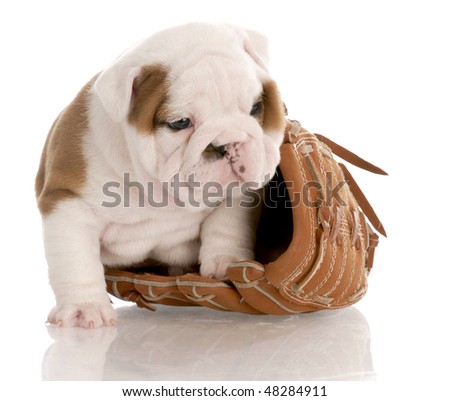 Weaning Puppies on Puppies Playing Weaning Puppy 5 Week Old Find Similar Images