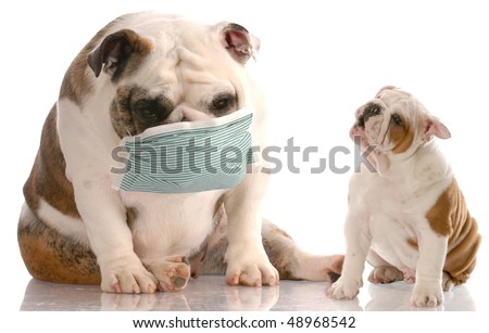 english bulldog puppy sneezing at another dog wearing a medical mask with reflection on white background