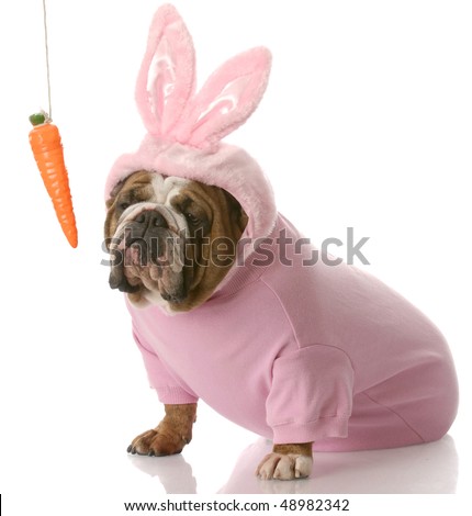  bulldog dressed up as easter bunny sitting beside carrot dangling