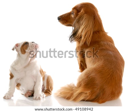 miniature long haired dachshund puppies. stock photo : long haired