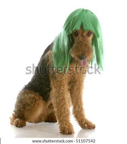 airedale terrier wearing green wig with reflection on white background