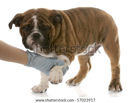 gloved hand holding on to english bulldog puppy paw