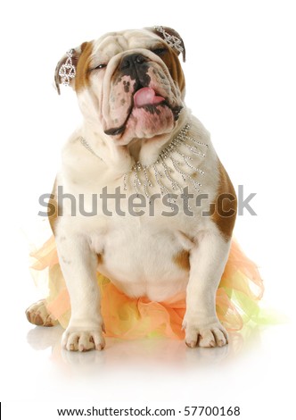 adorable english bulldog dressed up wearing shirt and fancy jewelry with reflection on white background