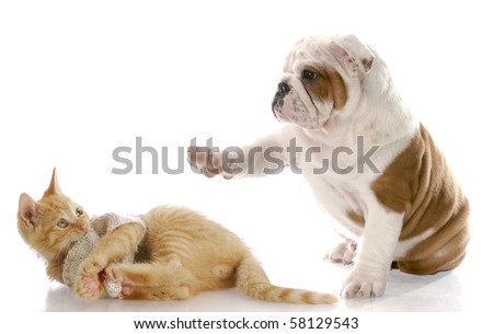 cute english bulldog puppy bullying kitten with scared expression with reflection on white background