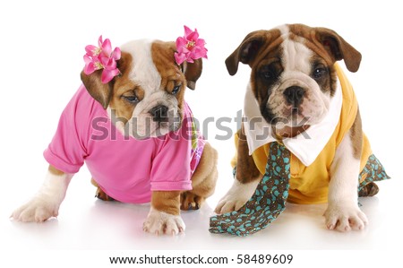 Dressed up puppies