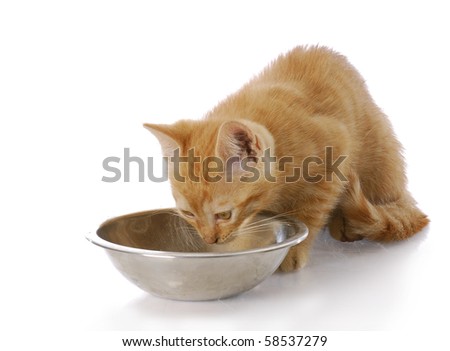 Cat Eating Kitten