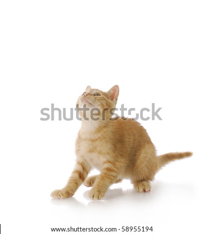 nine week old orange male kitten ready to jump up with reflection on white background