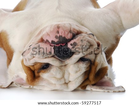 english bulldog laying upside down on his back with reflection on white background