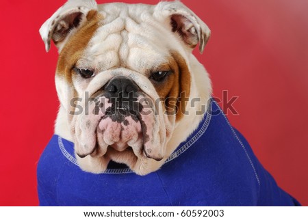 english bulldog wearing blue dog sweater on red background