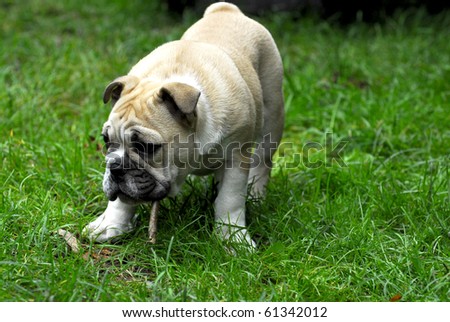 english bulldog puppy chewing on a stick outside in the grass