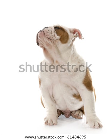 adorable english bulldog puppy with face turned up on white background