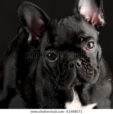 french bulldog puppy portrait on black background