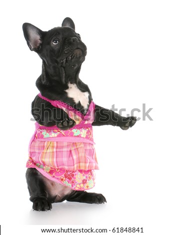 French Bulldog Outfit