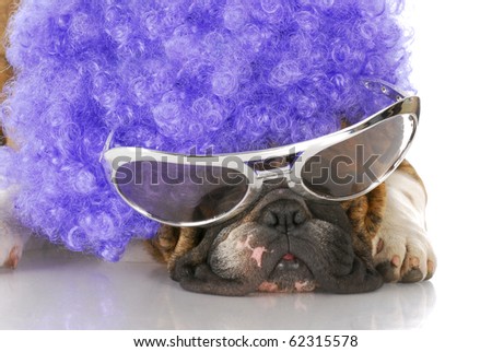 english bulldog wearing clown glasses and purple wig with reflection on white background