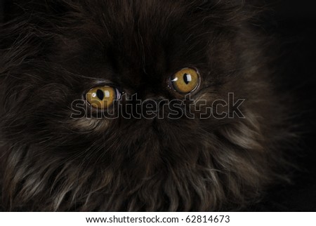 stock photo kitten with intense amber eyes purebred black persian 12 