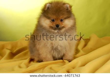 pomeranian puppy sitting on yellow blanket with yellow background