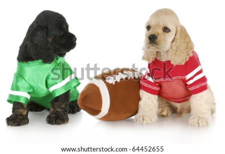 american cocker spaniel puppies wearing sports jerseys sitting beside stuffed football