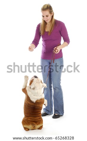 english bulldog being taught how to sit pretty or beg with reflection on white background