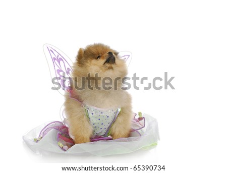 Cute dressed up puppies