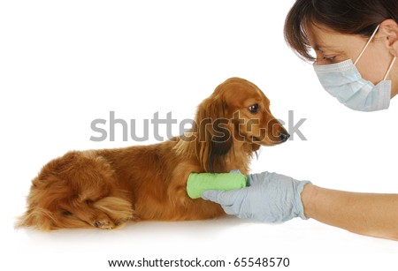 wounded puppy