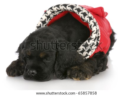 cocker spaniel puppy laying down wearing red dog coat on white background
