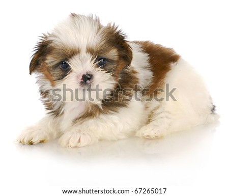 Shih+tzu+puppy+wallpaper