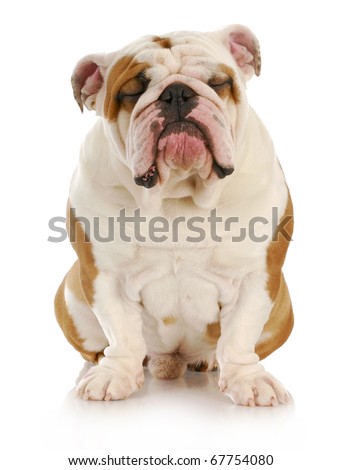 funny looking english bulldog sitting with reflection on white background