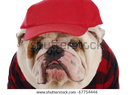 funny looking english bulldog wearing plaid shirt and red trucker hat on white background