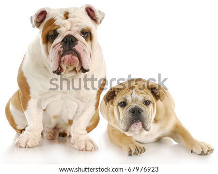 two english bulldogs with reflection on white background