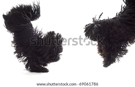 Corded Dogs