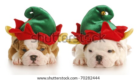 Dressed up puppies