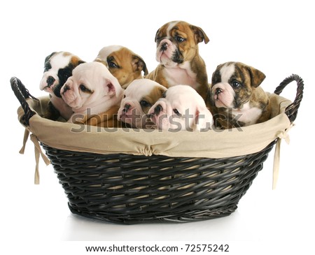 Images Of Puppies
