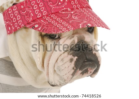 dog wearing sun hat - english bulldog wearing red hat on white background