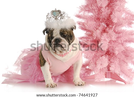 spoiled dog - english bulldog dressed like a princess in pink with tiara on white background