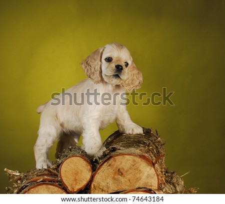 cocker spaniel puppy climbing on pile of split wood on yellow background