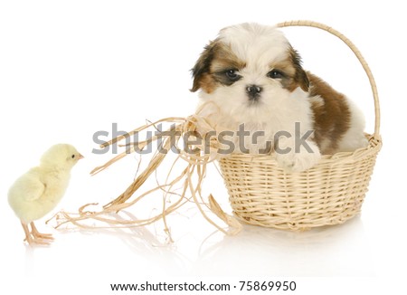 Shih+tzu+puppies+white