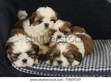 Images Of Puppies