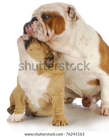 father and son dogs - two english bulldogs sitting on white background