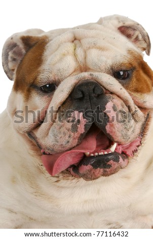 dirty dog - happy english bulldog with dirty muddy face panting