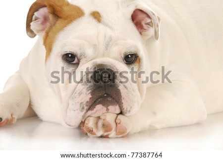 cute puppy - english bulldog puppy laying down on white background - 5 months old