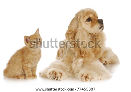 dog and cat - american cocker spaniel and young kitten together on white background