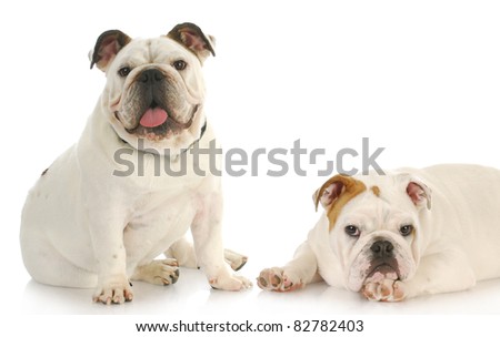 two puppies - english bulldog puppies with reflection on white background