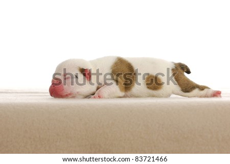newborn puppy - english bulldog male four days old