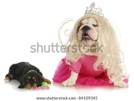 female dogs - cavalier king charles spaniel and english bulldog wearing girl clothing on white background