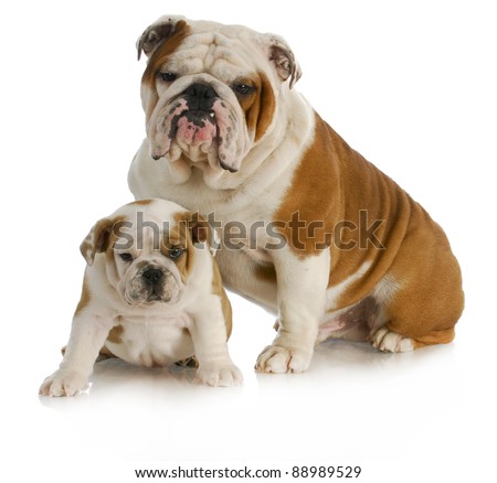 dog father and son - english bulldog father and son sitting looking at viewer on white background