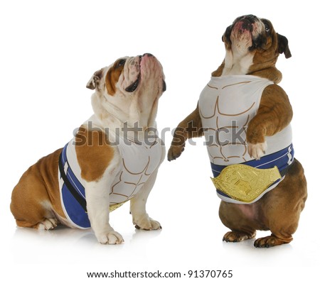 strong dog - two english bulldogs wearing muscle shirts looking up