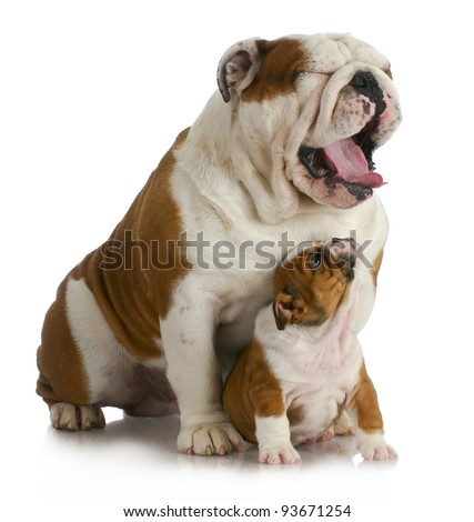 father and son dogs - english bulldog puppy looking up at adult yawing on white background